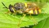 Stratiomys potamida